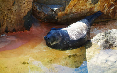 Black furred Pacific harbor seal with ring spots sun bathing in shallow clear still water on smooth rocks