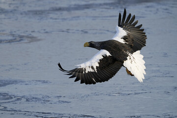 Hokkaido, Japan - February 19, 2024: Steller's sea eagles on drift ice near Rausu Fishing Port in Hokkaido, Japan