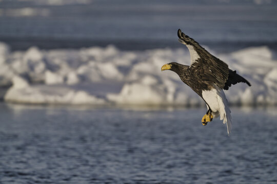 Hokkaido, Japan - February 19, 2024: Steller's sea eagles on drift ice near Rausu Fishing Port in Hokkaido, Japan