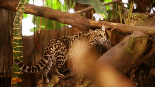 Margay In Jungle Perched On Tree Branch And Looking Around