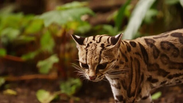 Margay Sniffing The Ground In Lush Plant Environment