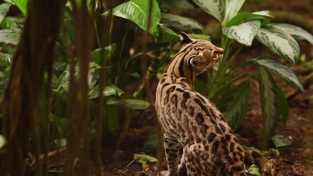 Margay Cat Attempting To Climb A Tree