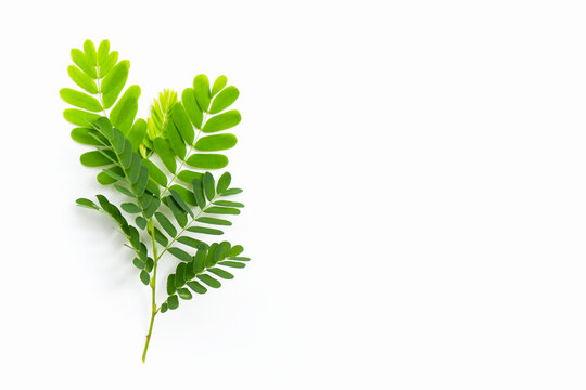 Tamarind leaves on white background. Top view