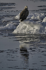 Hokkaido, Japan - February 19, 2024:  White-tailed eagle on drift ice near Rausu Fishing Port in Hokkaido, Japan