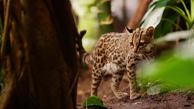 Margay Scanning Environment In Forest