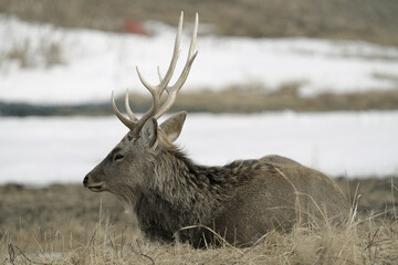 Hokkaido, Japan - February 19, 2024: Herd of Hokkaido Sika Deer or Ezoshika at Notsuke Peninsula in...