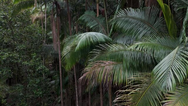 Ascending Through Wollumbin Rainforest Canopy - A Drone's Journey"

Keywords: "Wollumbin National Park, rainforest canopy, drone ascent, tropical foliage, lush greenery, dense forest, natural ecosyste