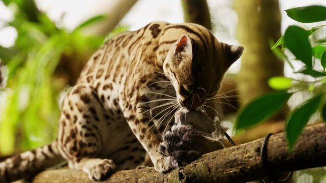 Wild Margay Cat Enjoying Its Meal On A Tree Branch