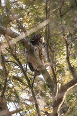 Great Horned Owl holding up its foot while perched in a pine tree.