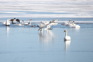 Swans sliding on ice.