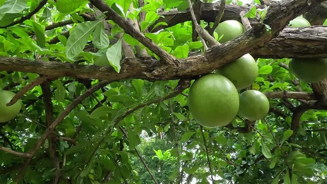 Crescentia cujete fruit with a natural background. Also called Calabash tree or mojo. This fruit is really bitter