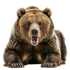 ferocious grizzly bear On a clean background