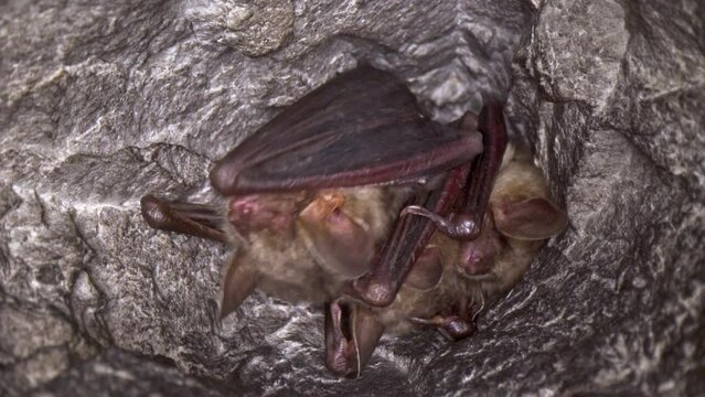 Close up strange animal Greater mouse-eared bat group (Myotis myotis) hanging upside down in the hole of the mine looking around just after hibernating. Creative wildlife take.