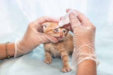 A veterinarian puts drops in the eyes of a small ginger kitten. Prevention and treatment of animal diseases