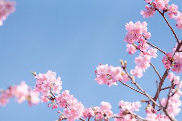 青空と早咲きの河津桜