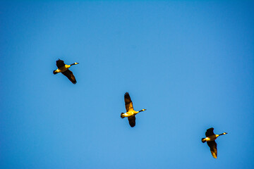 Patos volando