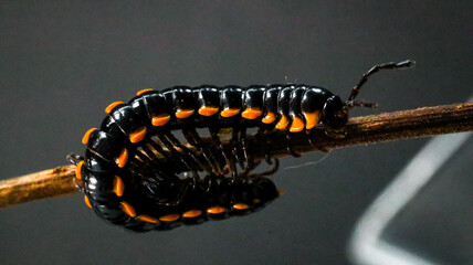 close up of a black and yellow millipede on a wooden branch