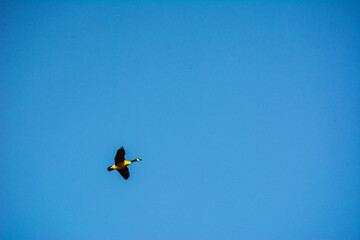 Pato Volando