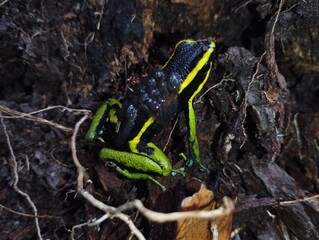 Three-striped poison frog (Ameerega trivittata) with tadpoles on its back in the Northern Amazon, Juruti-PA