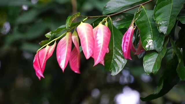 Stelechocarpus burahol (kepel, burahol, kepel fruit, kepel apple). The fruit this plant is sweet, a combination of mango and papaya, it smells very fragrant