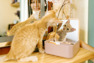 Ginger Kitten Captivated by Reflection in Mirror