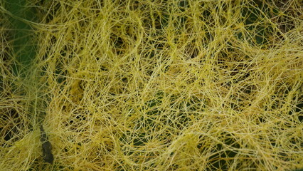 Cuscuta (tali putri, dodder, amarbel). Dodder is parasitic on a very wide variety of plants, including a number of agricultural and horticultural crop species