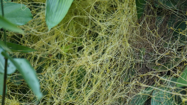 Cuscuta (tali putri, dodder, amarbel). Dodder is parasitic on a very wide variety of plants, including a number of agricultural and horticultural crop species