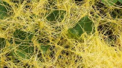 Cuscuta (tali putri, dodder, amarbel). Dodder is parasitic on a very wide variety of plants, including a number of agricultural and horticultural crop species