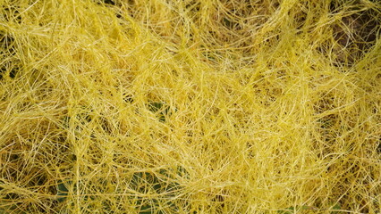 Cuscuta (tali putri, dodder, amarbel). Dodder is parasitic on a very wide variety of plants, including a number of agricultural and horticultural crop species