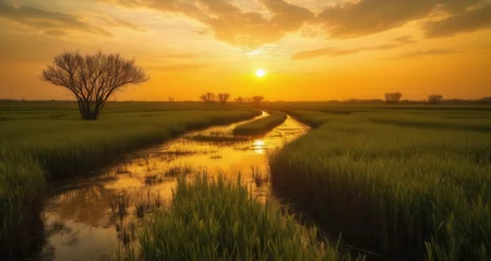 Foto op Plexiglas  Golden sunset over a serene river in a lush field © vivekFx