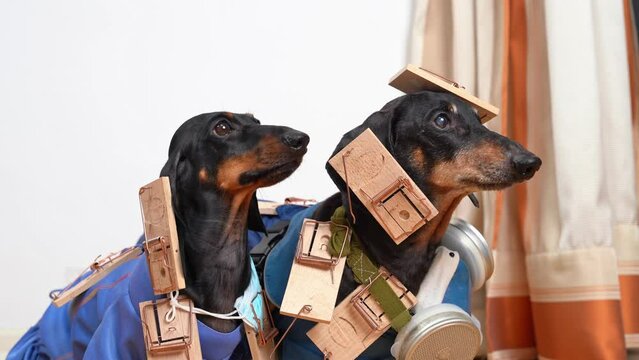Unhappy dachshund dogs got caught in mouse traps and came to owner for help. Dogs accidentally fell into mouse traps placed around apartment