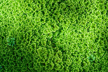 Green grass background  in a tropical rainforest