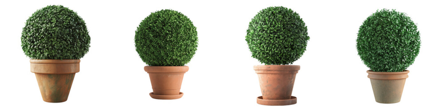 Topiary Trees in Terracotta Pots