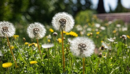  Blooming with joy in a field of dandelions