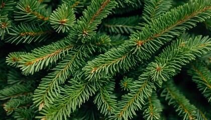  Freshly cut pine branch, perfect for holiday decor