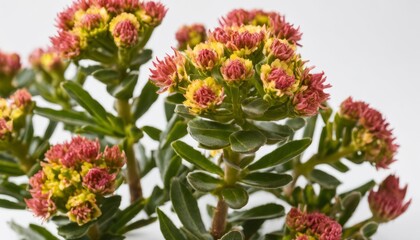 Obraz premium Vibrant flowers in bloom, a symbol of life and beauty