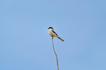 A Loggerhead Shrike perches on a stem in Big Bend National Park, in Southwest Texas.