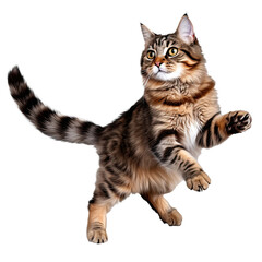 Obraz premium jumping cat isolated on transparent background.