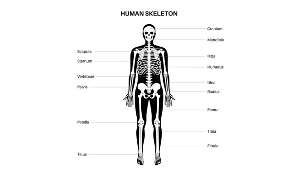 Human skeleton anatomy