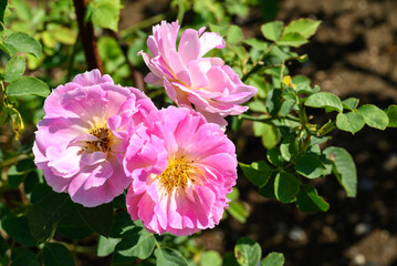 Beautiful pink roses blooming in flower garden, Spring season
