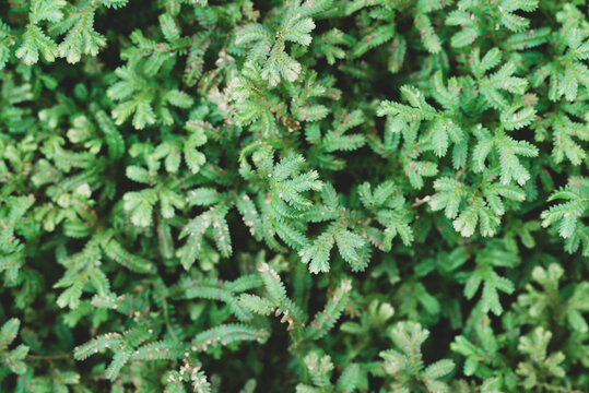 Green leaves nature background, Green Selaginella, spikemoss or lesser clubmoss