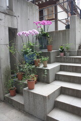 Fototapeta na wymiar balcony with flowers and plants