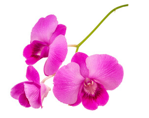 Naklejka na ściany i meble Pink orchid on white background, Orchid flower isolated on white with clipiing path.