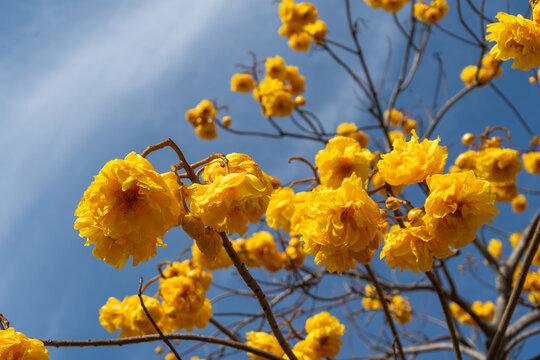 Yellow silk cotton flower garden