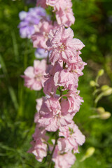 Pink and Purple Flowers Blooming