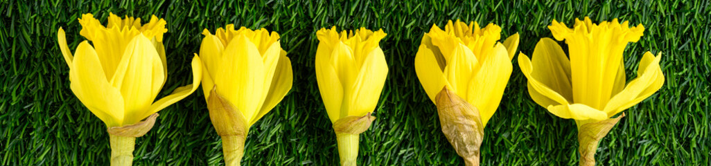 Welcome to spring, row of fresh cut classic yellow daffodils on an artificial grass background
