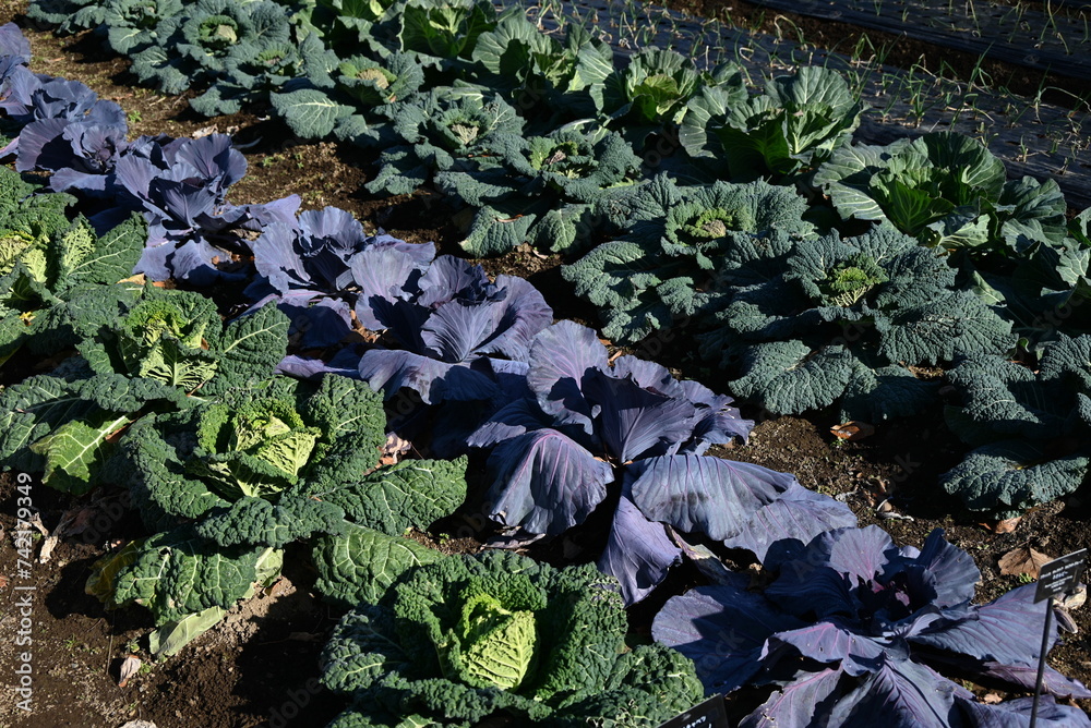 Canvas Prints Cabbage cultivation. Cabbage is a healthy vegetable that contains vitamin U, which protects the stomach, and there are many types of cabbage, head cabbage, cavolo nero, and savoy cabbage.
