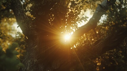 The sun shining through the branches of a tree