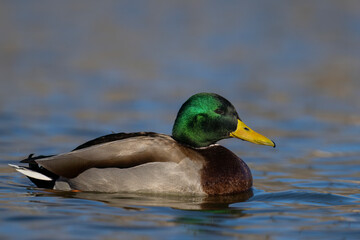 Obraz premium Mallard Drake