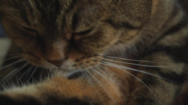 The cat licks its fur. Washing the cat. Cat close-up.